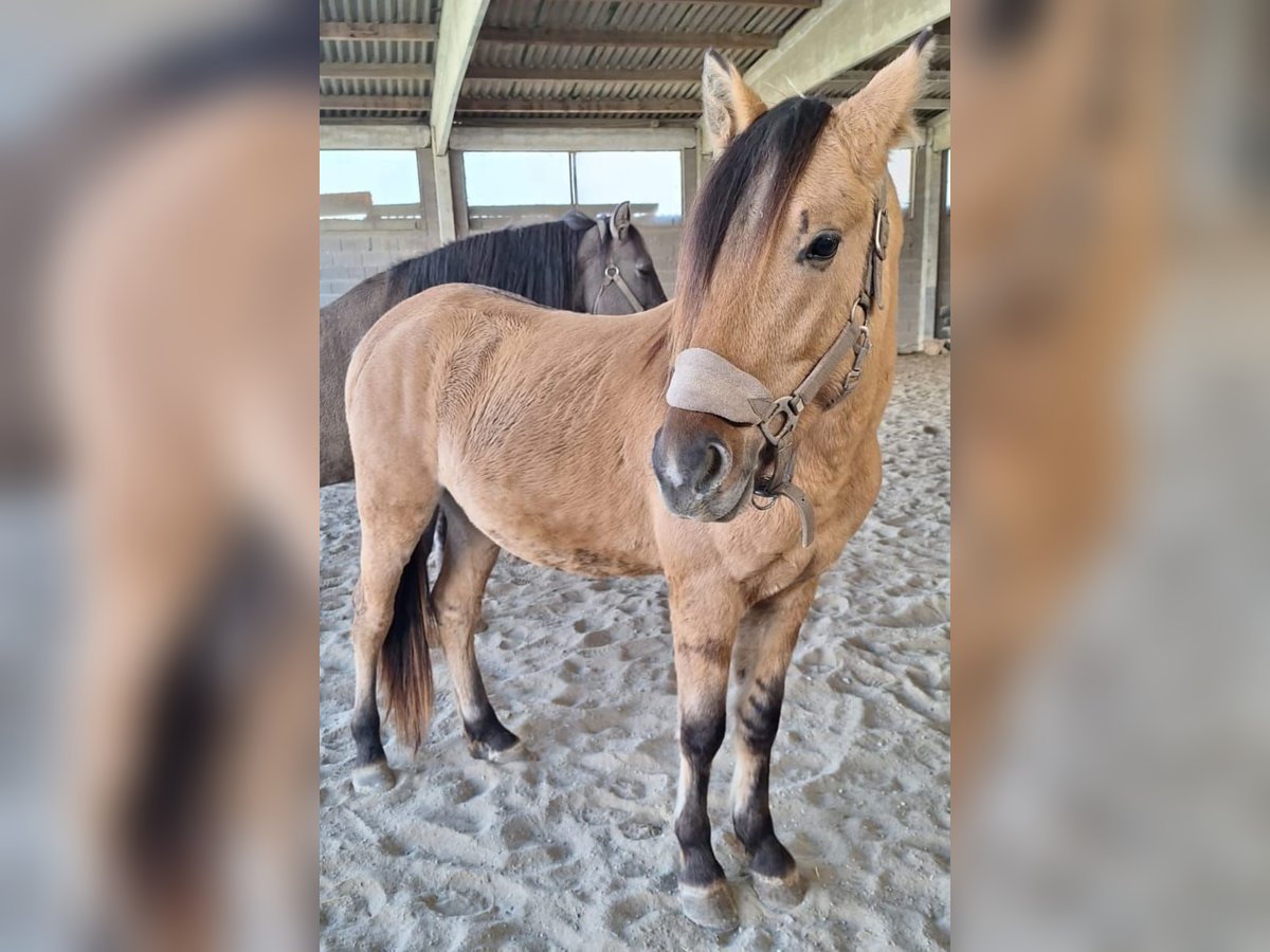 Mustang (amerikaans) Hengst 2 Jaar 158 cm Lichtbruin in Willst&#xE4;tt, Legelshurst