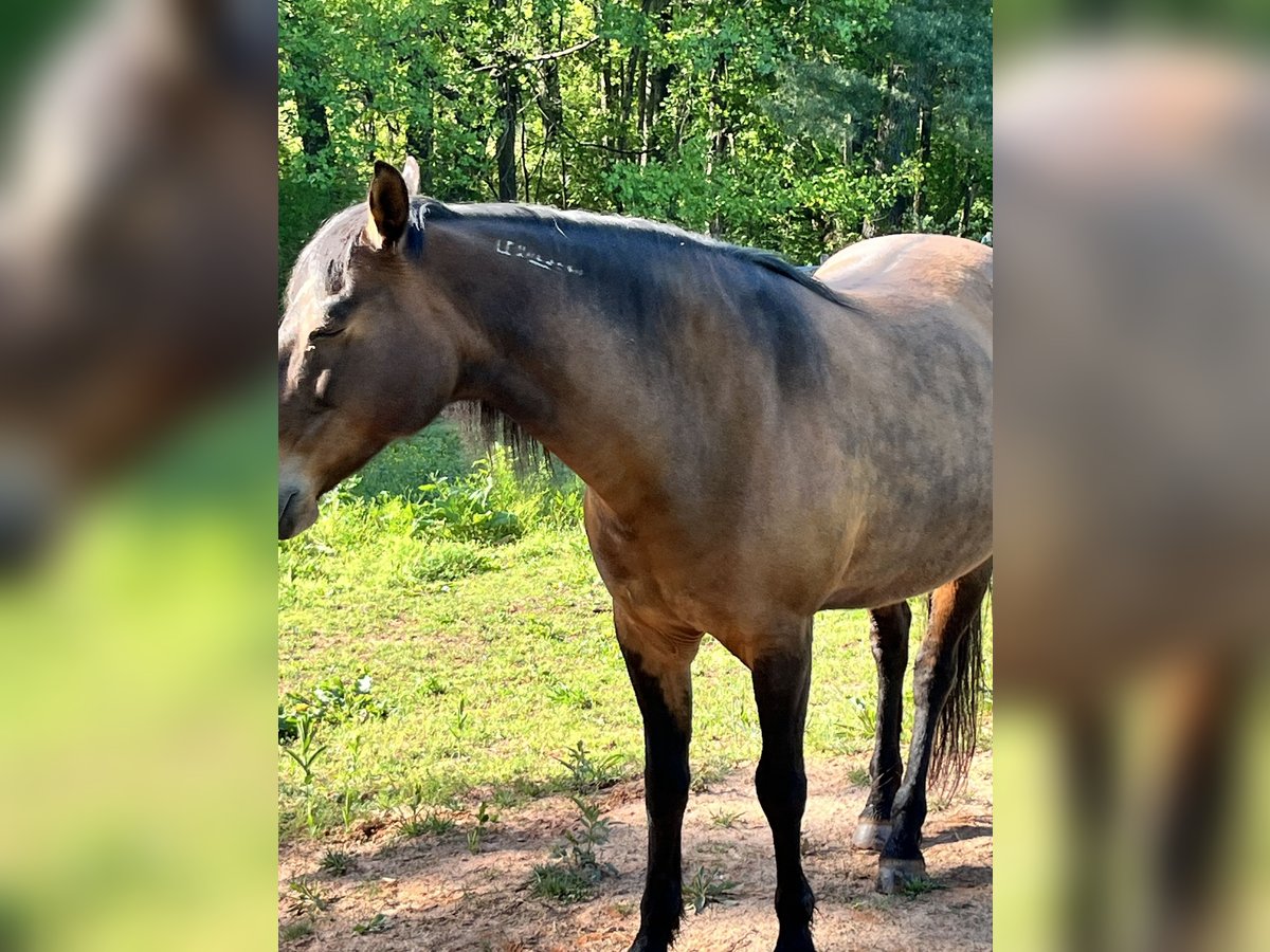 Mustang (amerikaans) Merrie 12 Jaar 142 cm Roodbruin in Thurmond