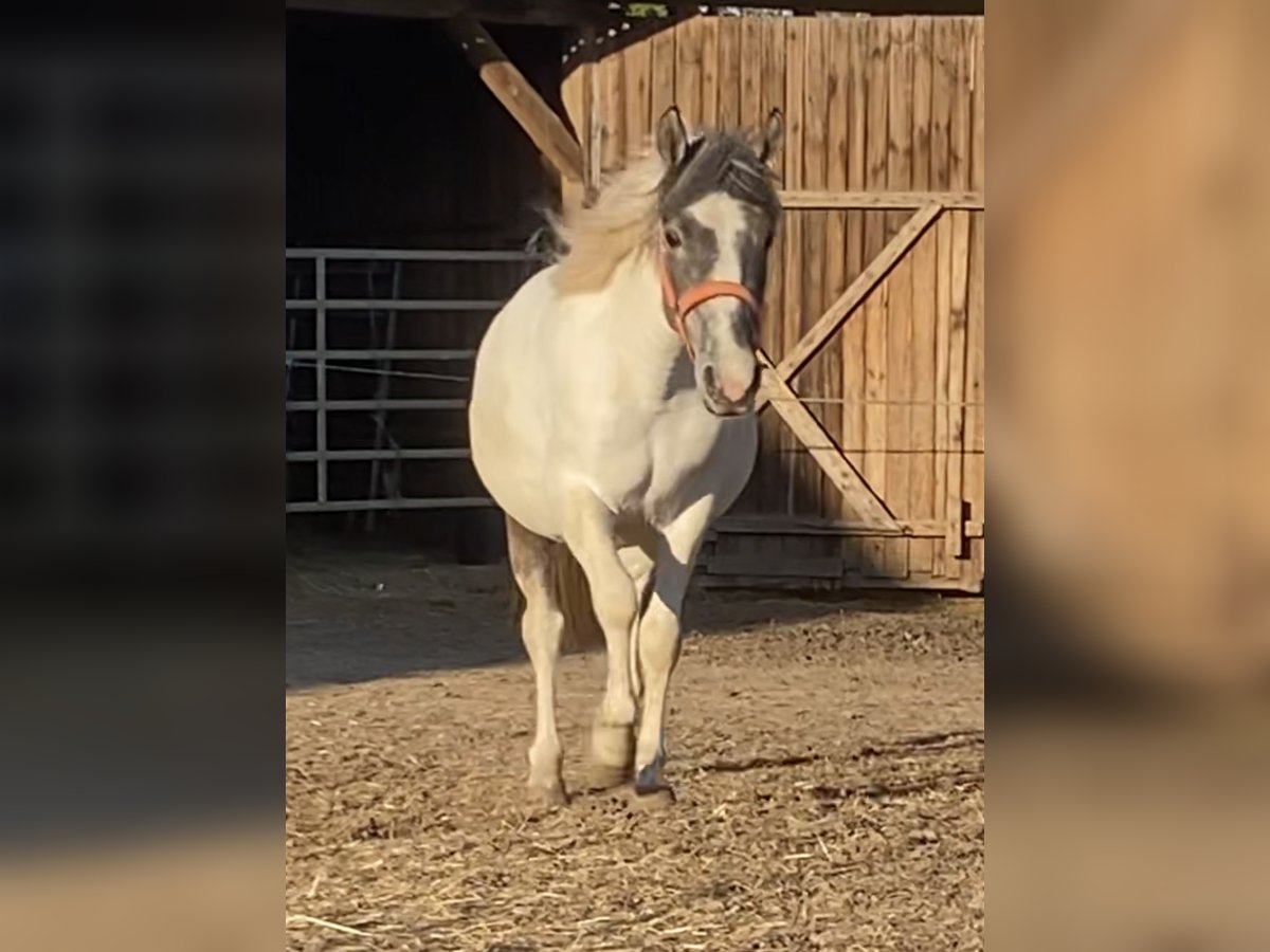 Mustang (amerikaans) Merrie 3 Jaar 140 cm Gevlekt-paard in Bad Hersfeld