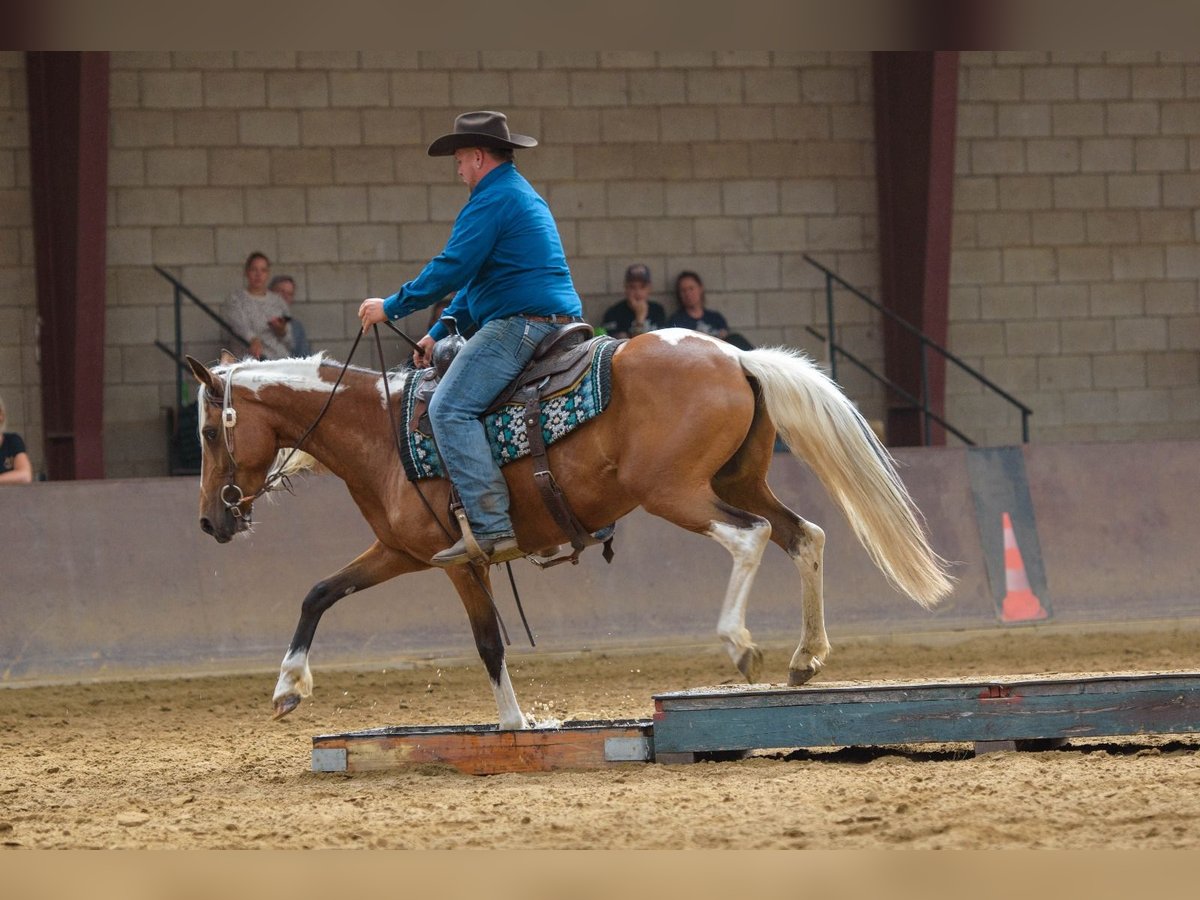 Mustang (amerikaans) Merrie 6 Jaar 145 cm Gevlekt-paard in GeelGeel