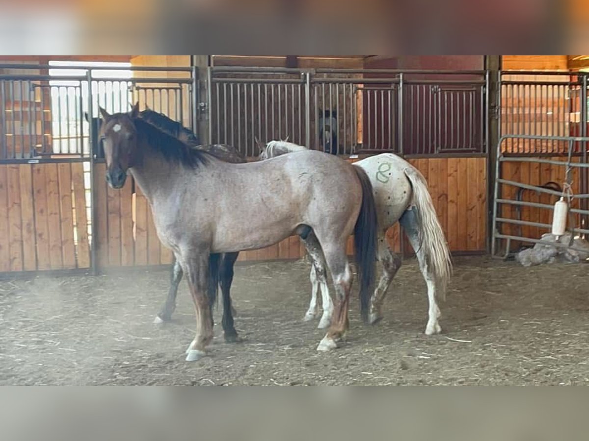 Mustang (amerikaans) Ruin 6 Jaar 152 cm Roan-Red in USA