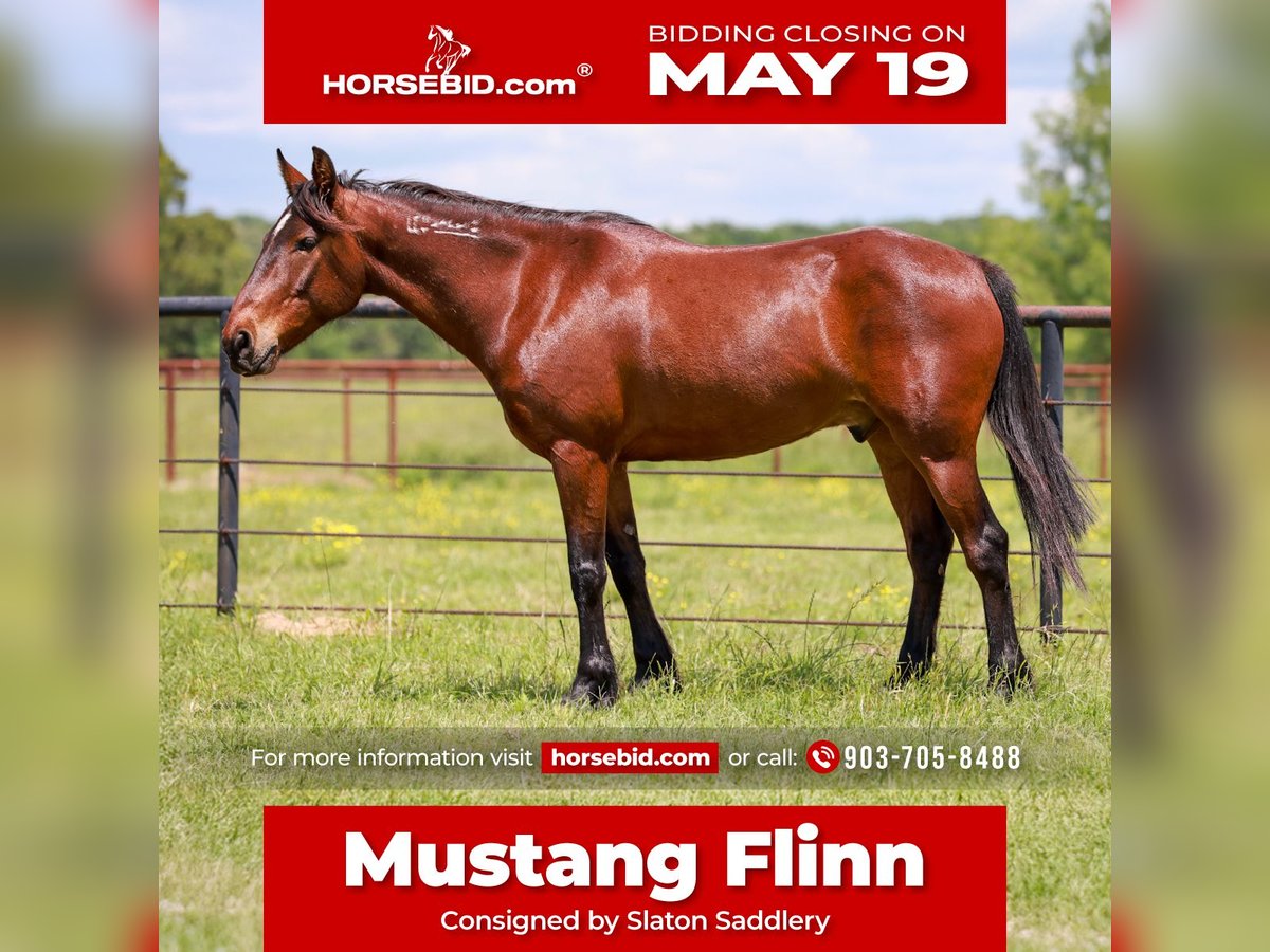 Mustang (amerikaans) Ruin 7 Jaar 147 cm Roodbruin in Canton, TX