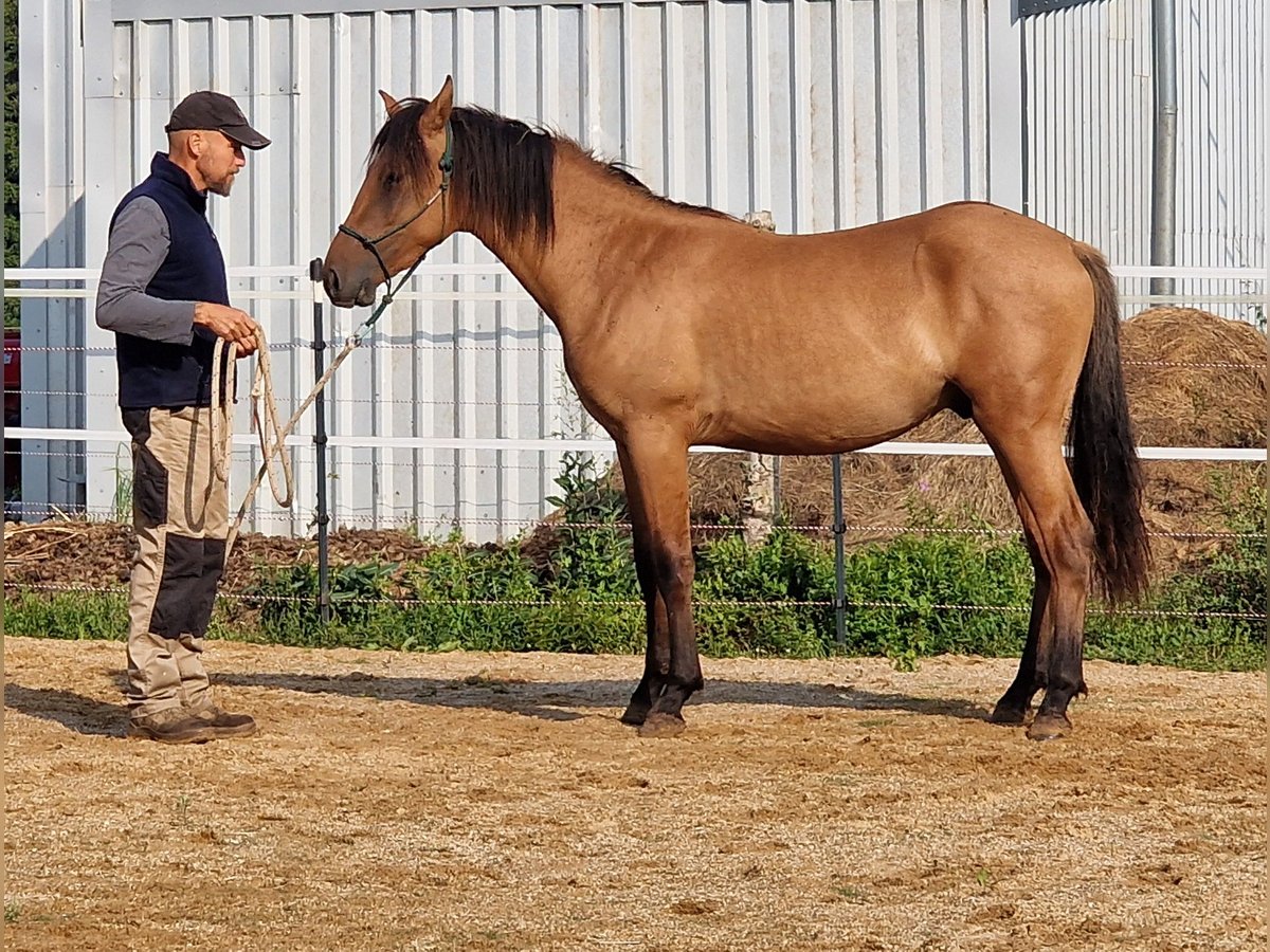 Mustang (amerikanisch) Hengst 1 Jahr 155 cm Falbe in Maxsain