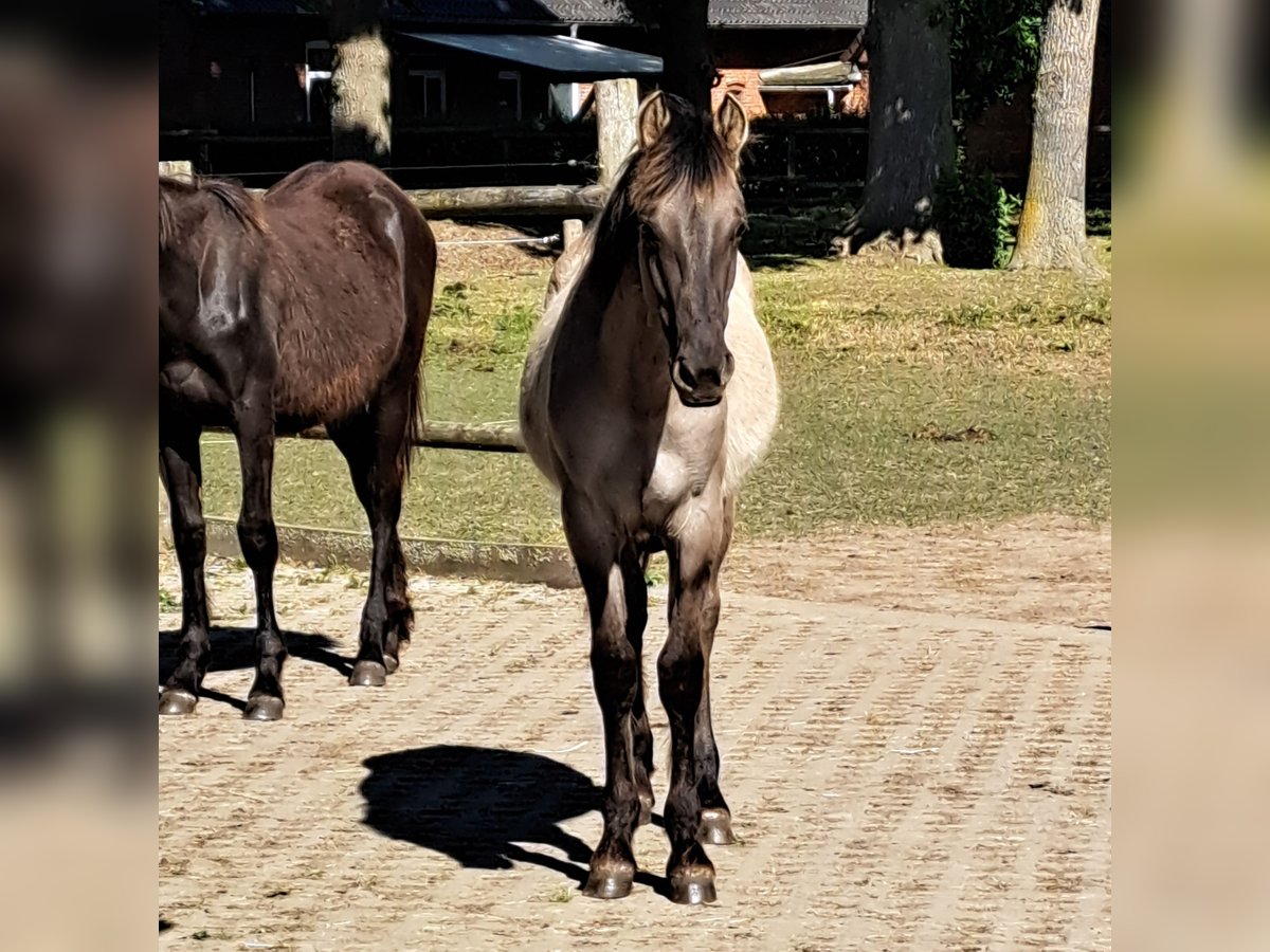 Mustang (amerikanisch) Hengst 1 Jahr 155 cm Grullo in Bassum