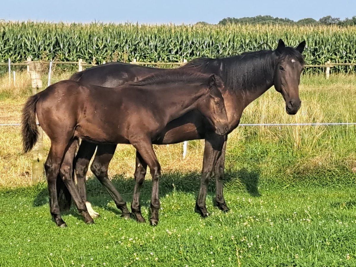 Mustang (amerikanisch) Mix Hengst 1 Jahr 158 cm Rappe in Bassum