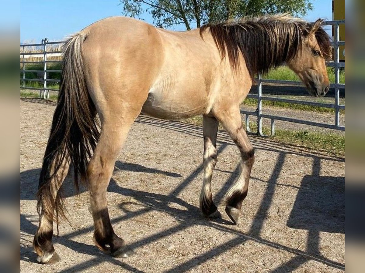 Mustang (amerikanisch) Hengst 2 Jahre 158 cm Hellbrauner in Willstätt, Legelshurst Mustang (amerikanisch) Hengst 2 Jahre 158 cm Hellbrauner in Willstätt, Legelshurst