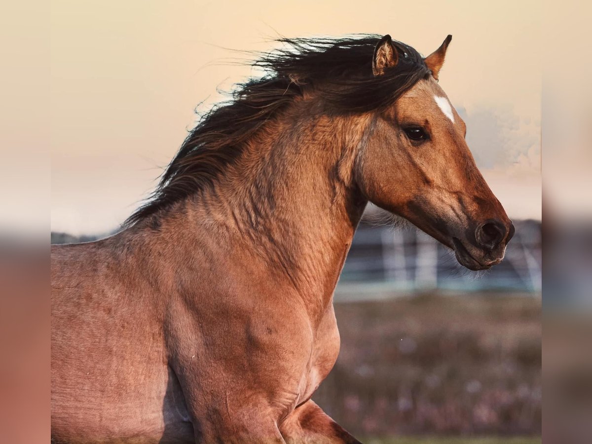 Mustang (amerikanisch) Hengst 6 Jahre 149 cm Buckskin in K&#xF6;nigsberg in Bayern
