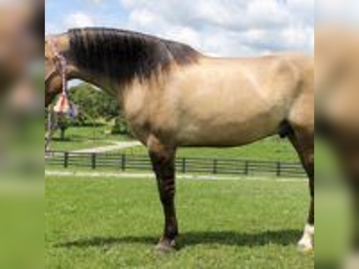 Mustang (amerikanisch) Hengst 9 Jahre 152 cm Tobiano-alle-Farben in california