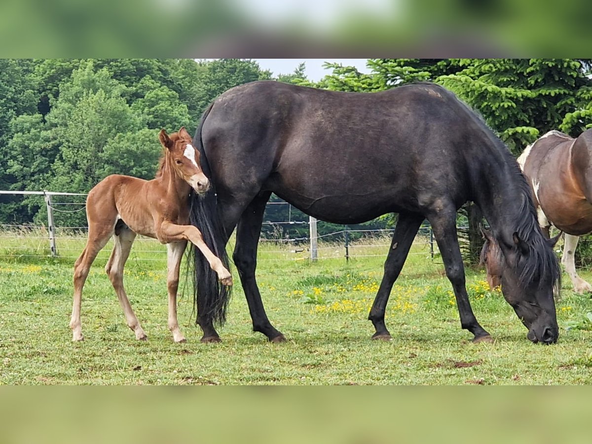 Mustang (amerikanisch) Hengst  152 cm Dunkelfuchs in Maxsain