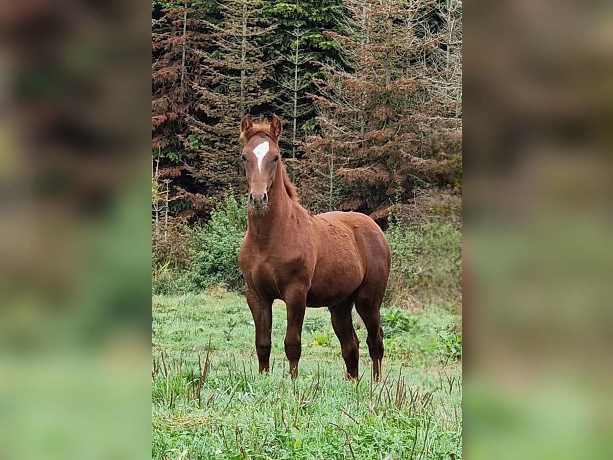 Mustang (amerikanisch) Hengst Fohlen (05/2025) 152 cm Dunkelfuchs in Maxsain Mustang (amerikanisch) Hengst Fohlen (05/2025) 152 cm Dunkelfuchs in Maxsain
