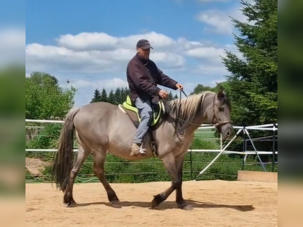 Mustang (amerikanisch) Stute 12 Jahre 157 cm Grullo in Arnshöfen