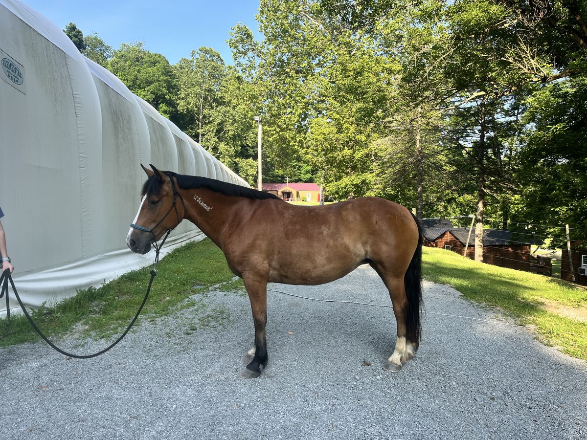 Mustang (amerikanisch) Stute 15 Jahre Buckskin in Charleroi