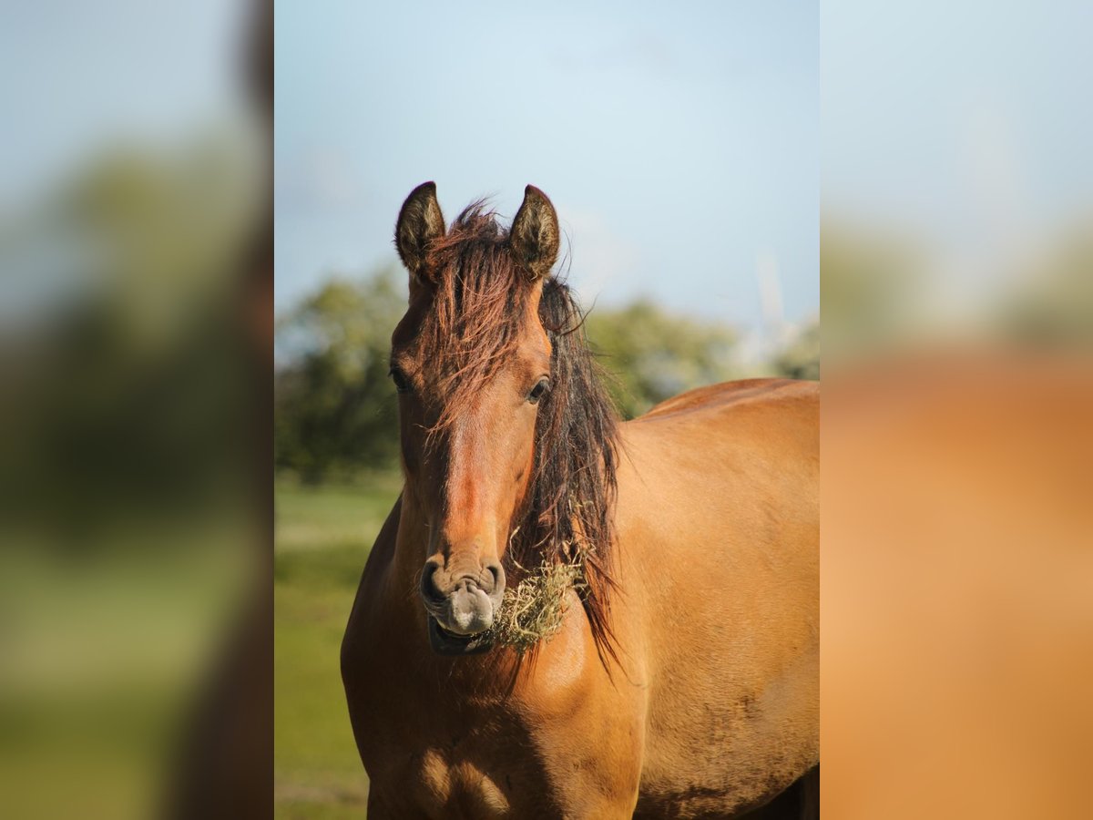 Mustang (amerikanisch) Stute 2 Jahre 150 cm Pearl in Stoholm