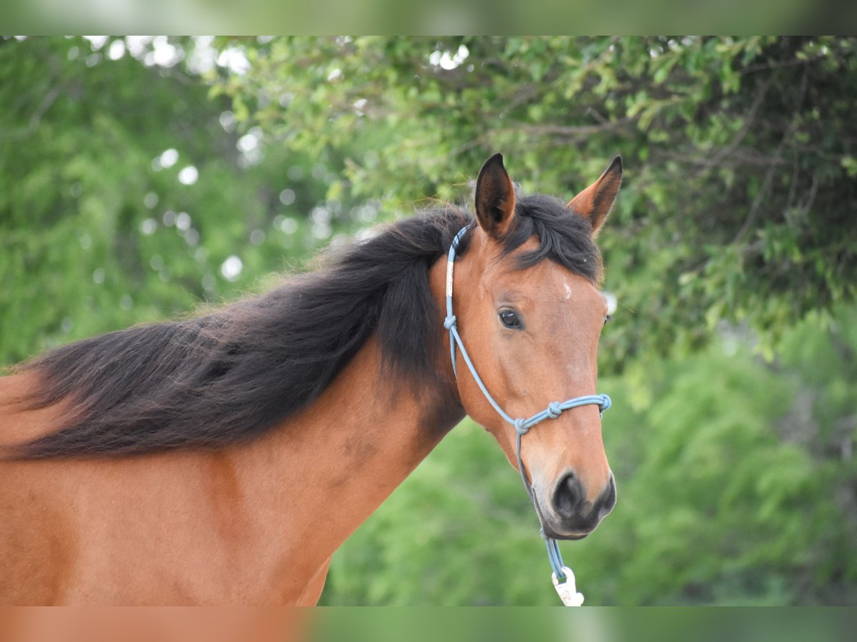 Mustang (amerikanisch) Stute 4 Jahre 144 cm Brauner in USA