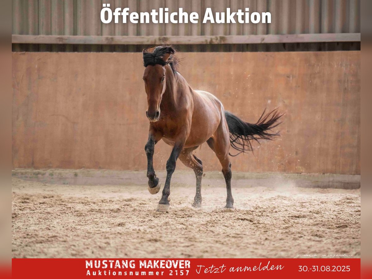 Mustang (amerikanisch) Stute 4 Jahre 155 cm Brauner in Vaals