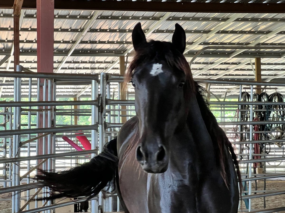 Mustang (amerikanisch) Stute 5 Jahre 148 cm Rappe in Lyons