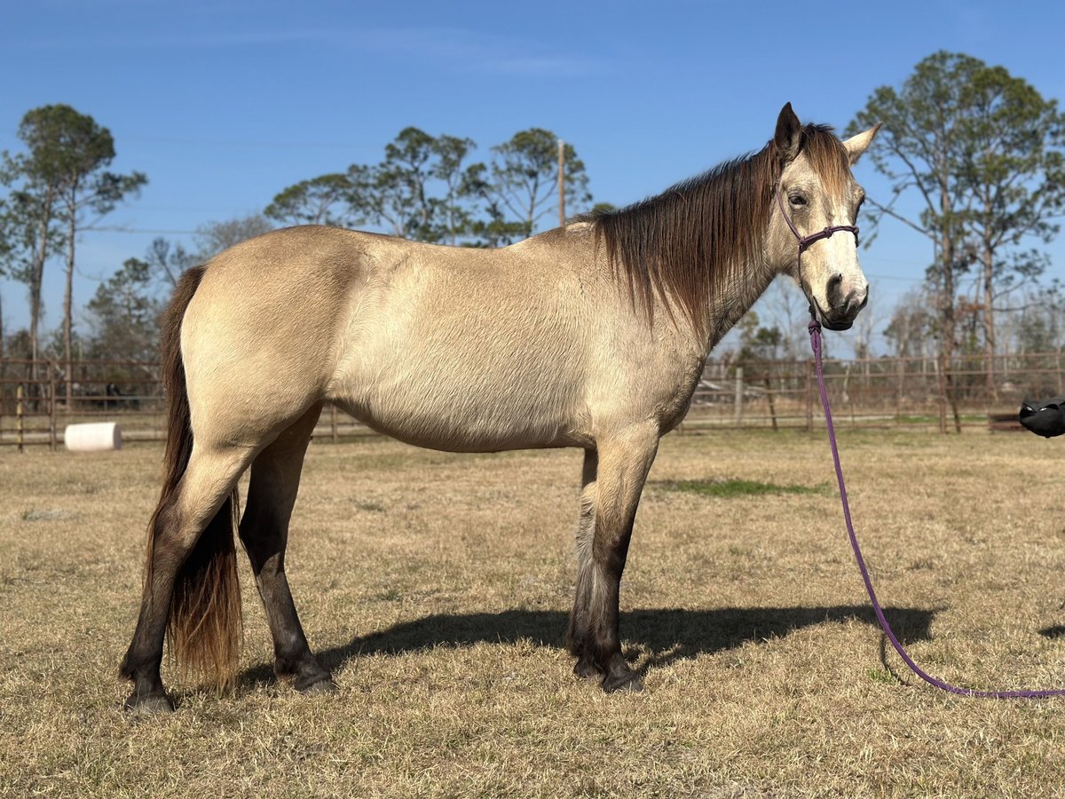 Mustang (amerikanisch) Stute 6 Jahre 148 cm Buckskin in Georgia