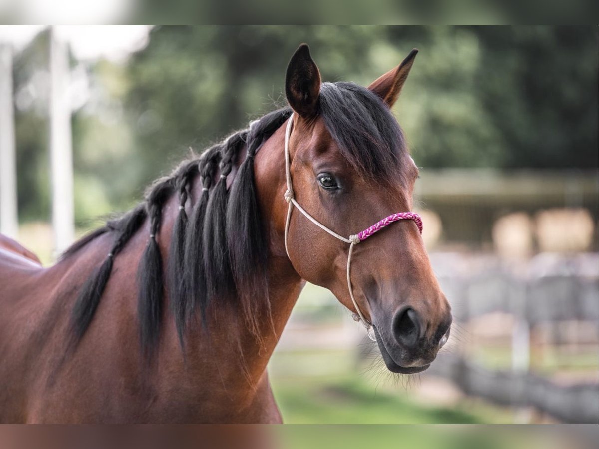 Mustang (amerikanisch) Stute 6 Jahre 156 cm Brauner in Landau an der Isar