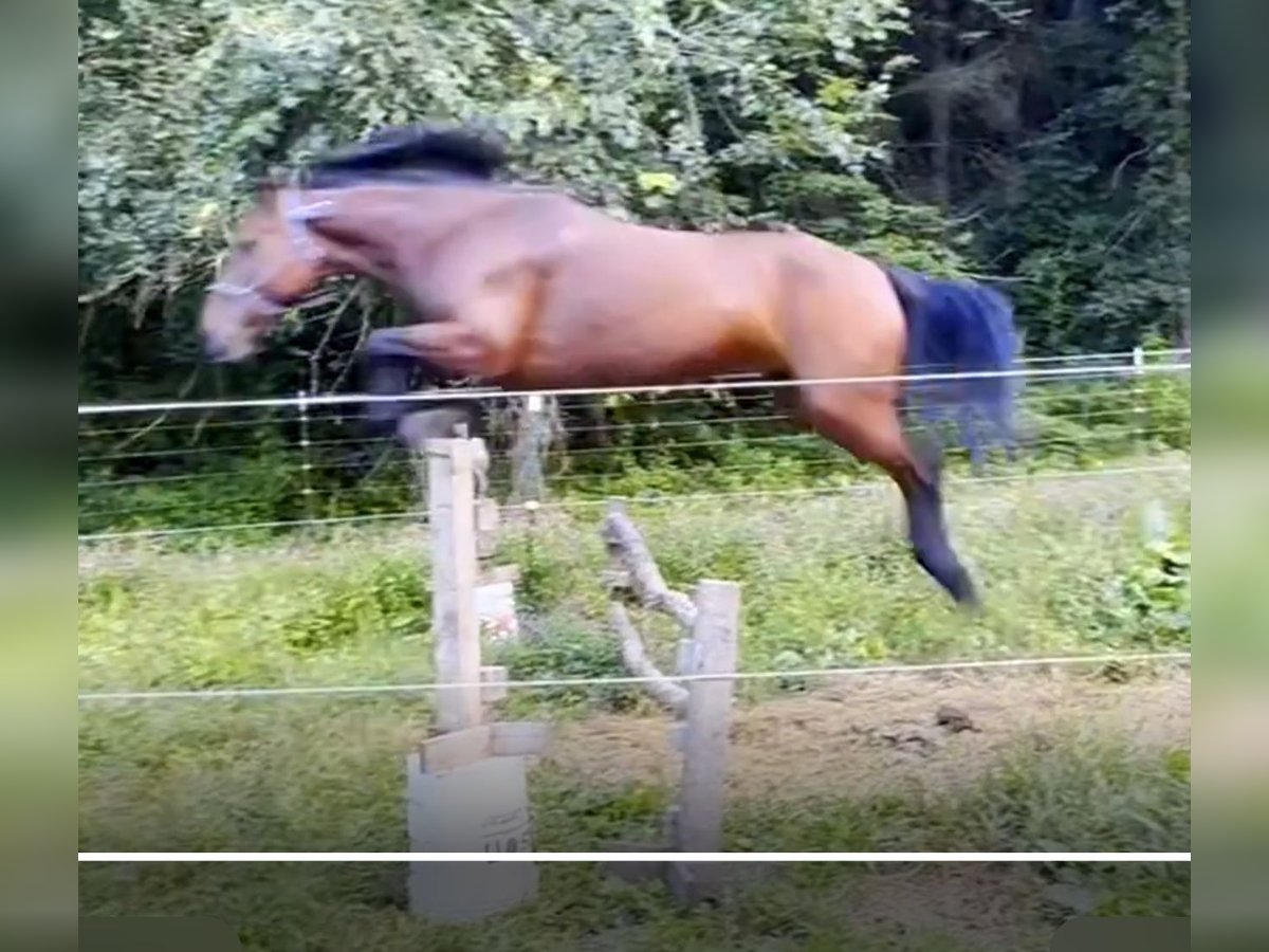 Mustang (amerikanisch) Stute 8 Jahre 142 cm Rotbrauner in Viroqua