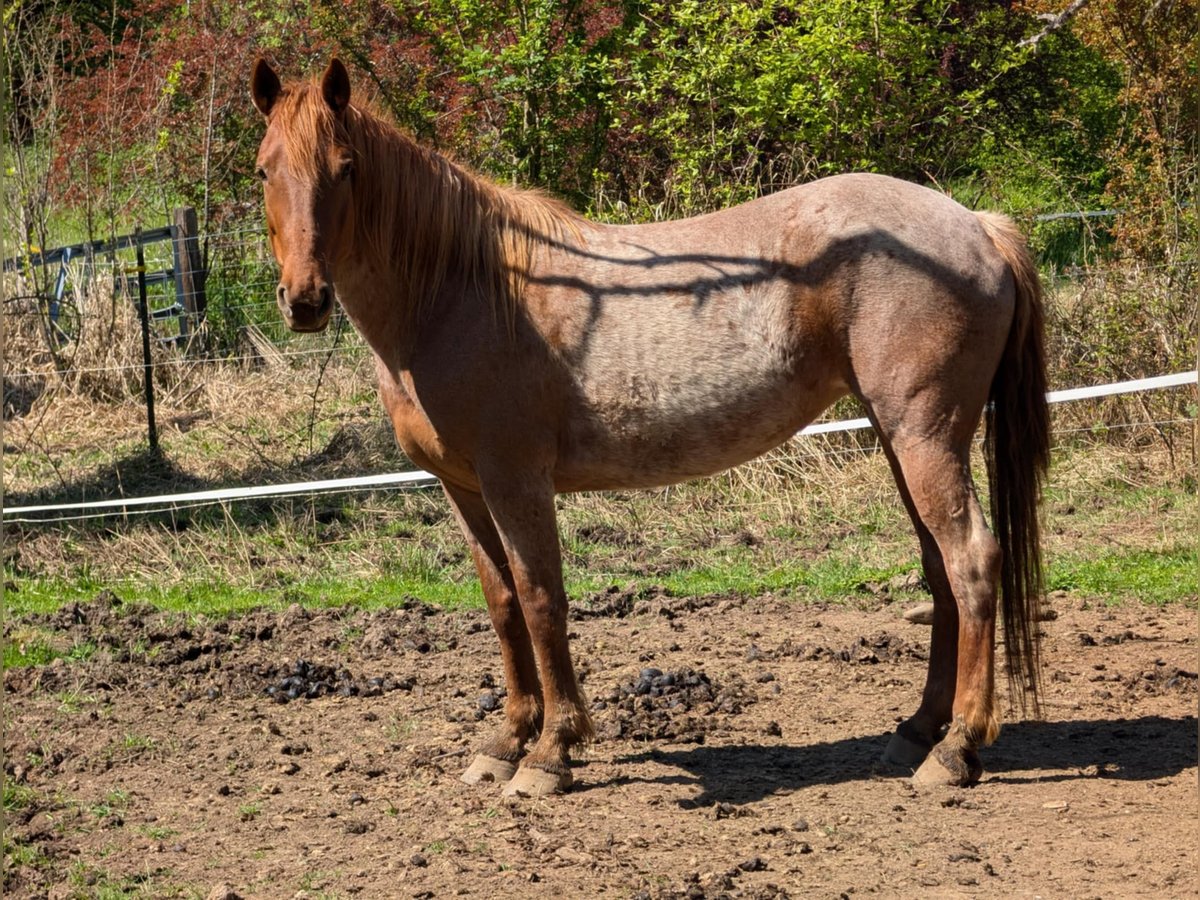 Mustang (amerikanisch) Stute 8 Jahre Roan-Red in USA