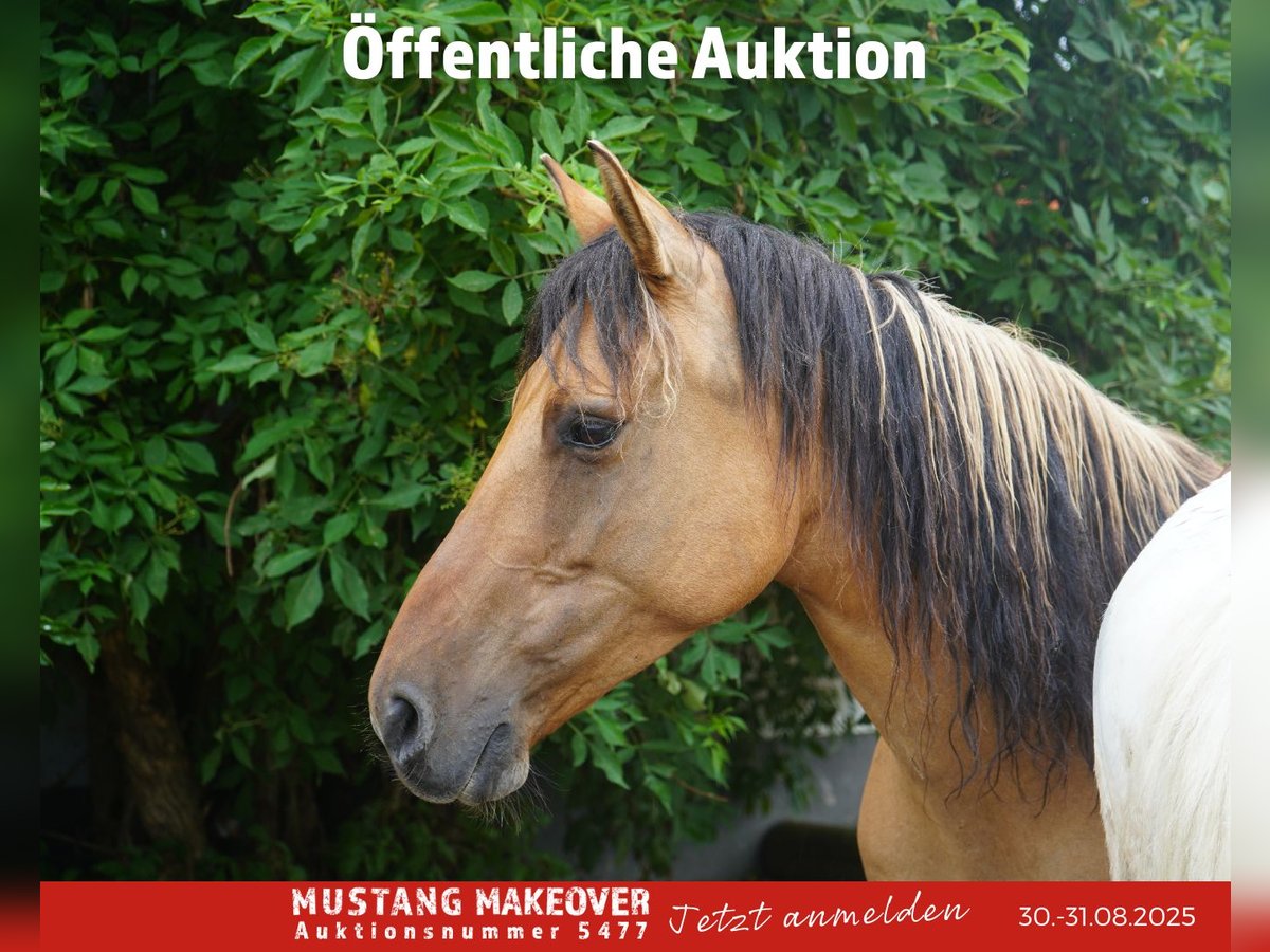 Mustang (amerikanisch) Stute 9 Jahre 147 cm Falbe in Kasterlee