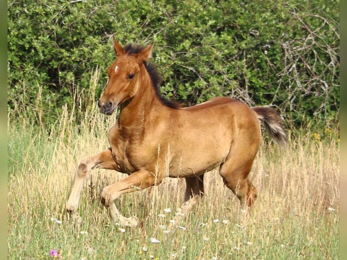Mustang (amerikanisch) Stute  155 cm Falbe in Siegen