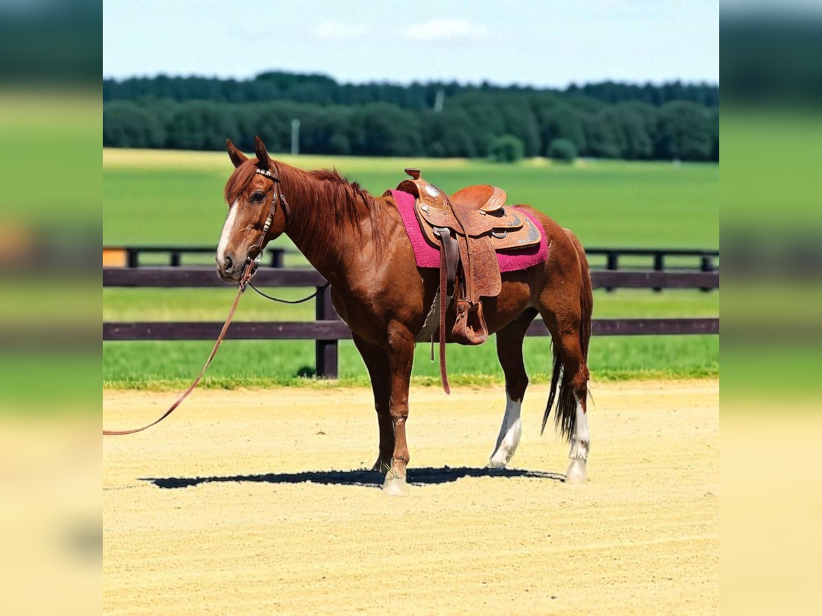 Mustang (amerikanisch) Wallach 14 Jahre 142 cm Rotfuchs in Fort Collins