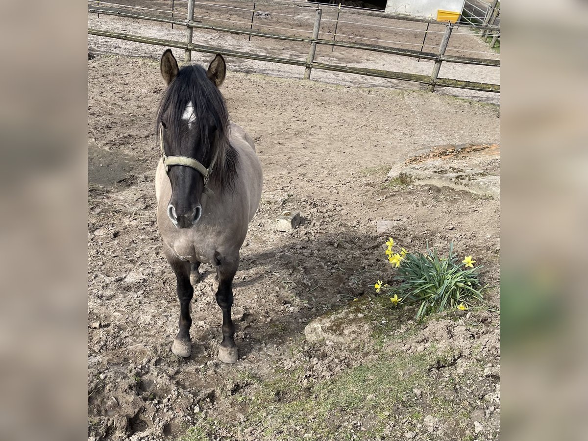 Mustang (amerikanisch) Wallach 15 Jahre 150 cm Grullo in Bühnsdorf
