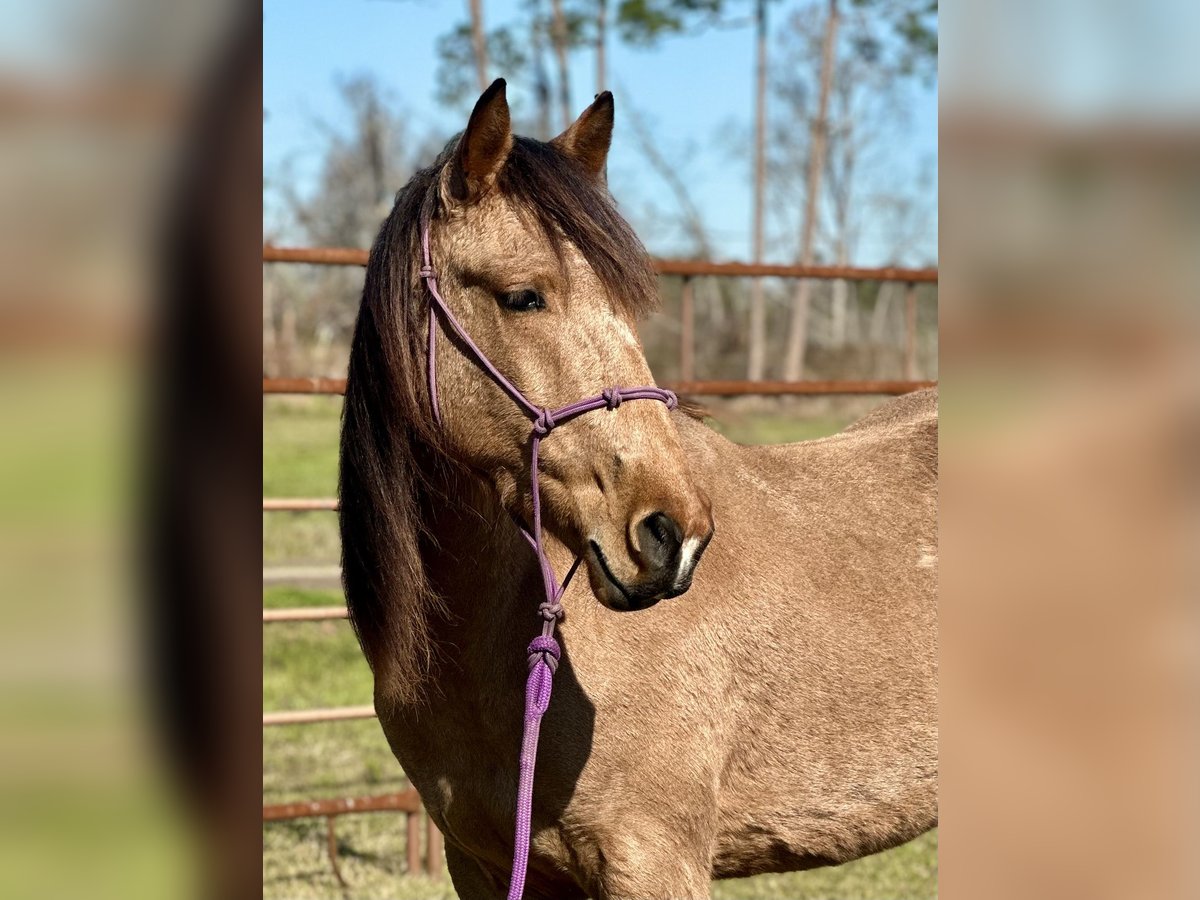 Mustang (amerikanisch) Wallach 4 Jahre 147 cm Buckskin in Georgia