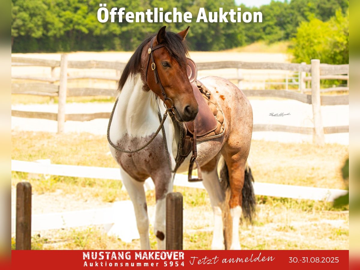 Mustang (amerikanisch) Wallach 4 Jahre 150 cm Schecke in Wasserlosen