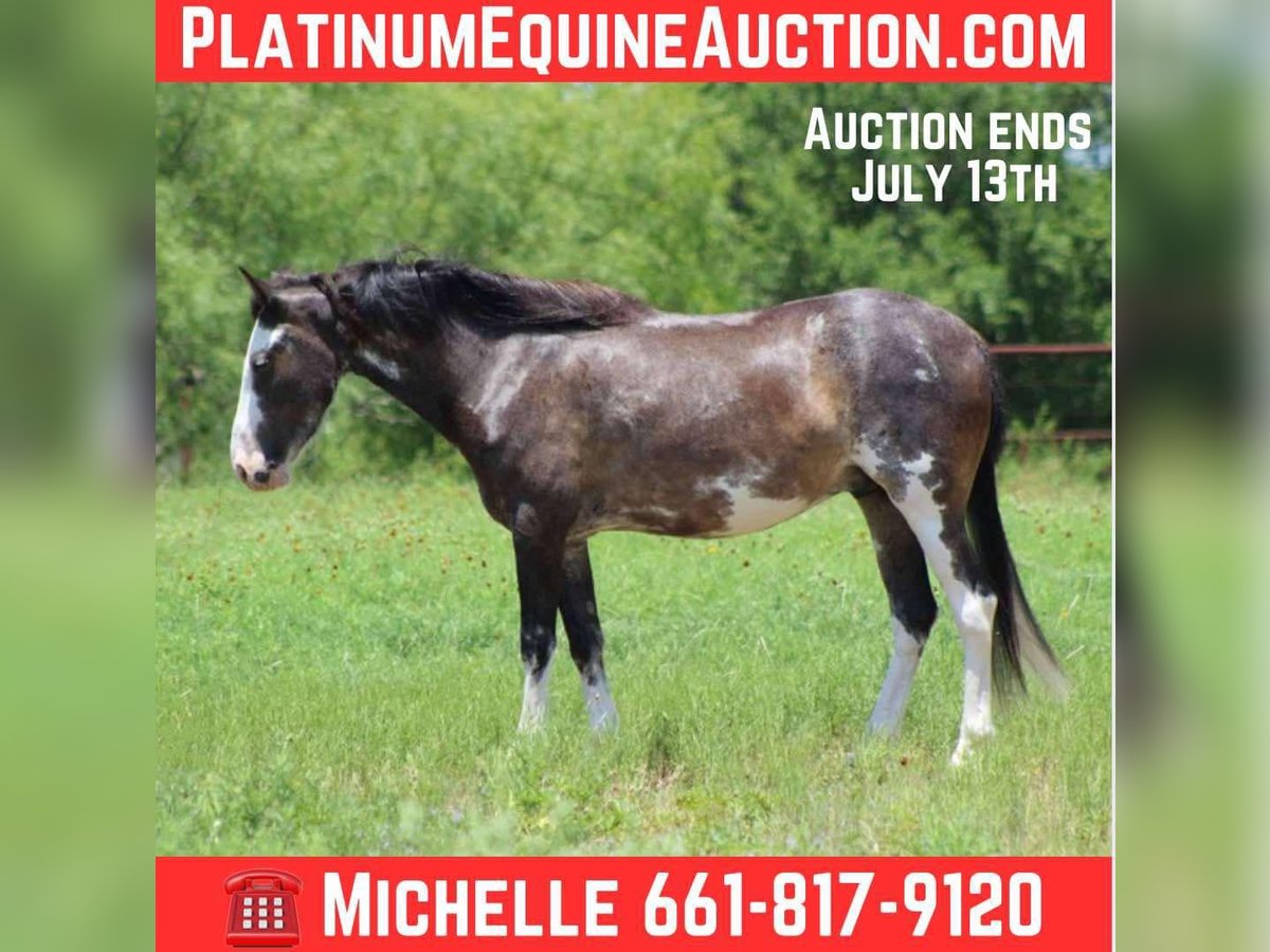 Mustang (amerikanisch) Wallach 5 Jahre 145 cm Rappe in Stephenville tX