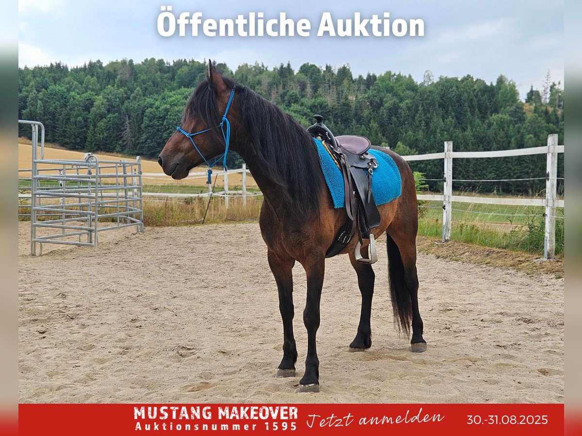 Mustang (amerikanisch) Wallach 5 Jahre 149 cm Brauner in Hof