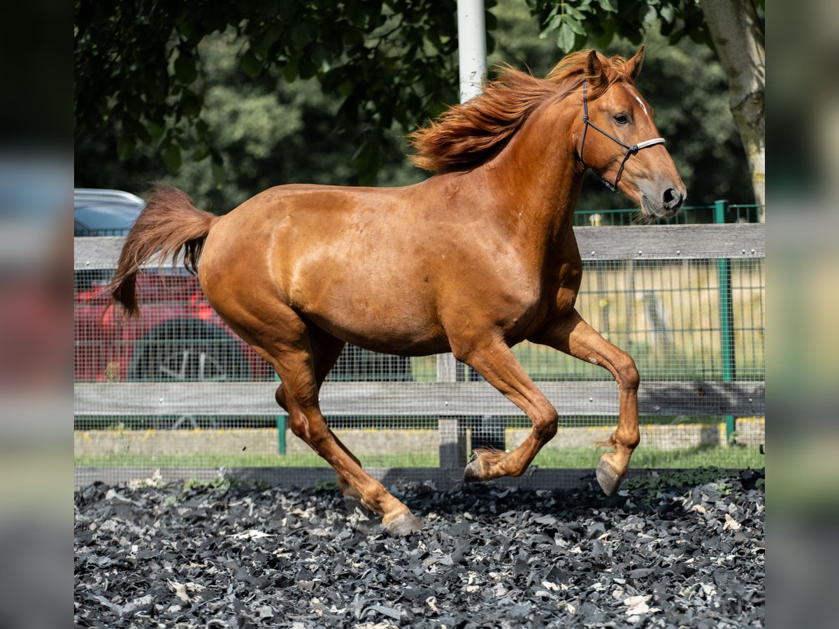 Mustang (amerikanisch) Wallach 5 Jahre 150 cm Fuchs in Wedemark