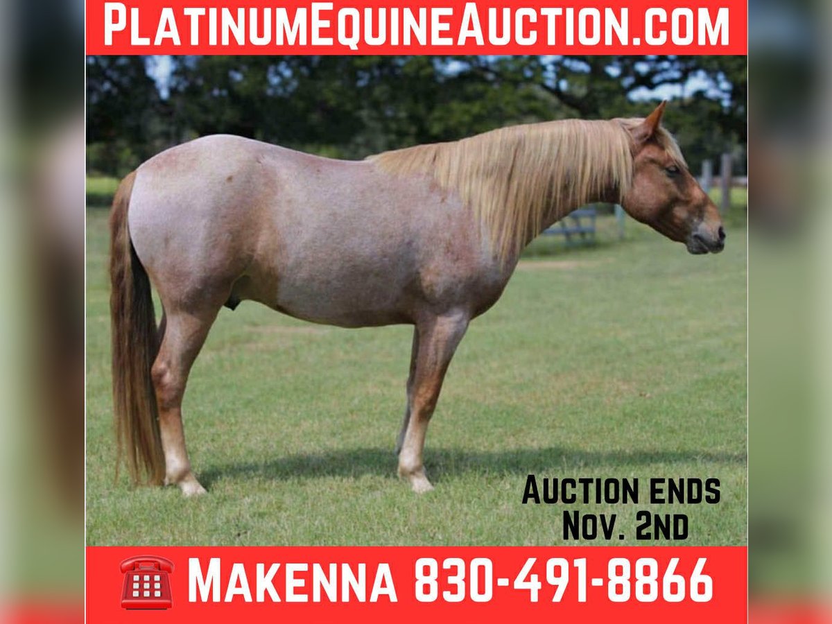 Mustang (amerikanisch) Wallach 7 Jahre 137 cm Roan-Red in Stephenville TX