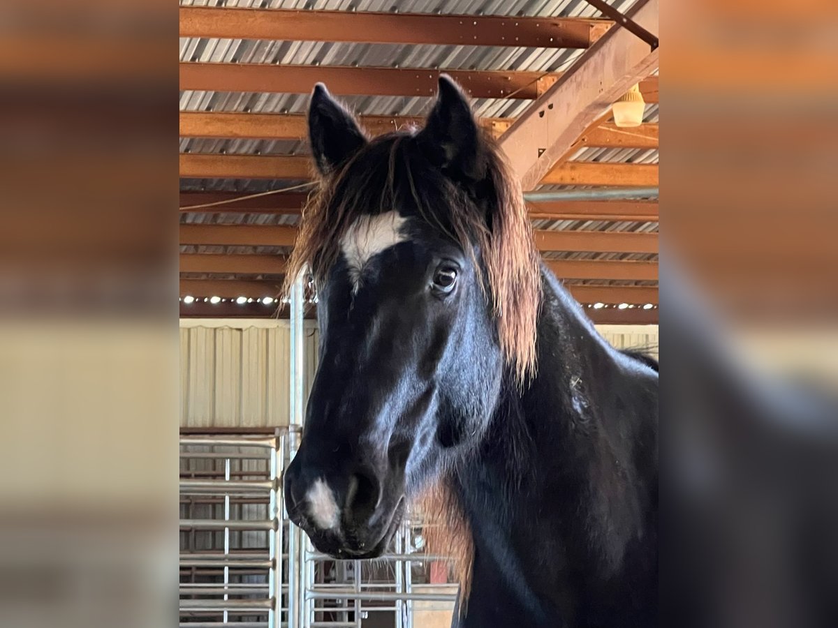 Mustang (amerikanisch) Wallach 8 Jahre 144 cm Rappe in Lyons