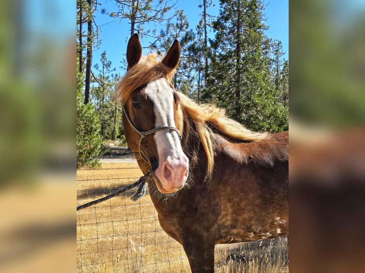 Mustang (amerikanisch) Wallach 9 Jahre 170 cm Fuchs in USA
