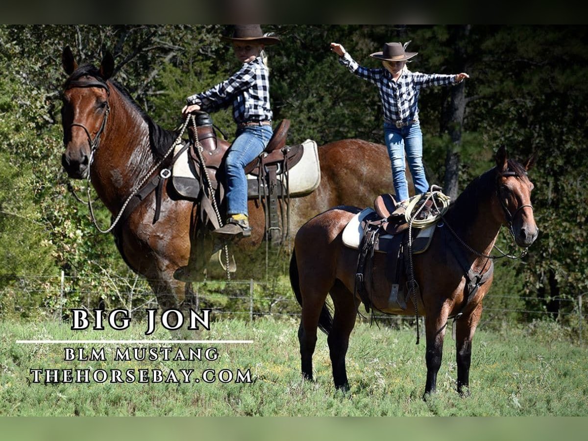 Mustang Caballo castrado 13 años 163 cm Castaño-ruano in Antlers, OK