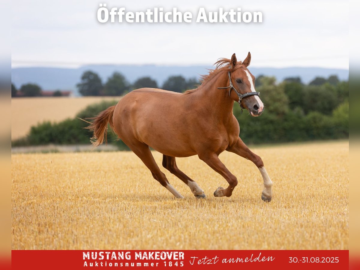 Mustang Caballo castrado 3 años 143 cm Alazán in Borken