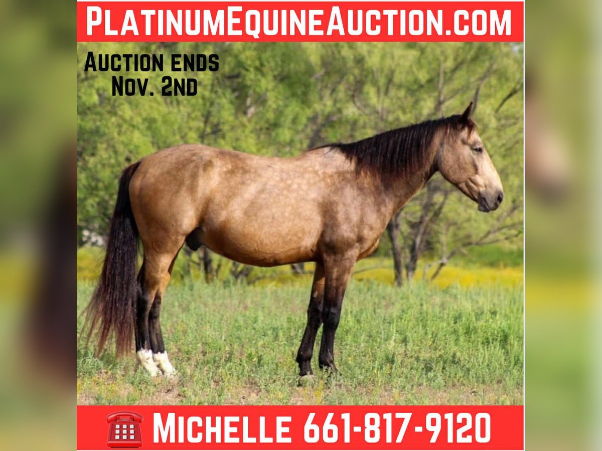 Mustang Caballo castrado 9 años 152 cm Buckskin/Bayo in Stephenville TX