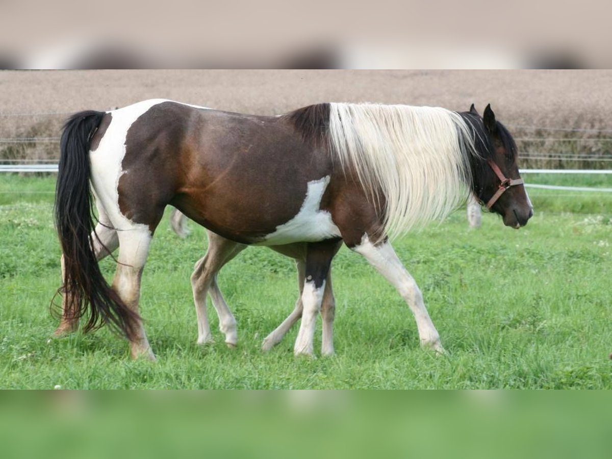 Mustang (canadees) Merrie 12 Jaar 147 cm Tobiano-alle-kleuren in Zürbach