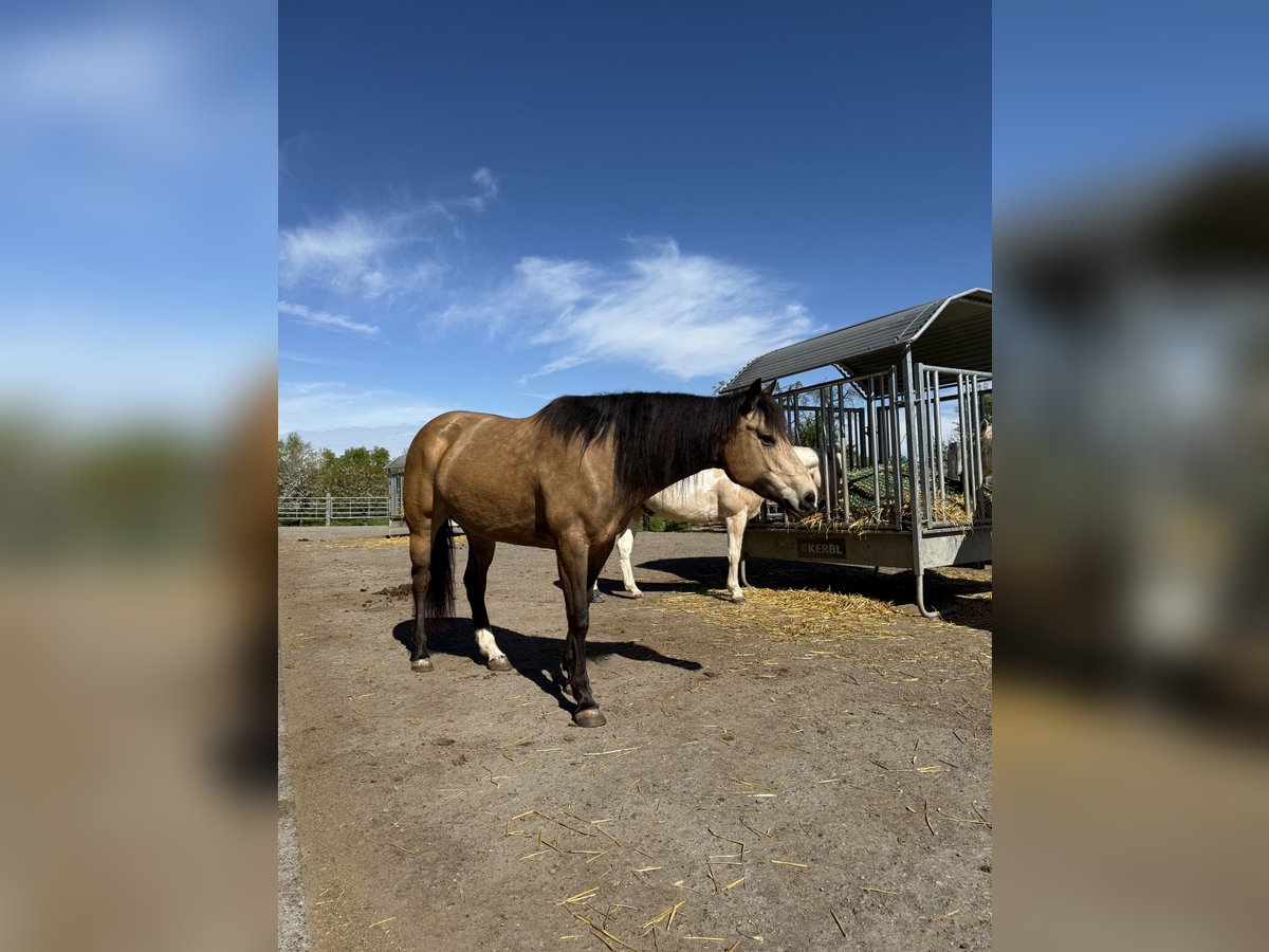 Mustang (canadian) Mare 6 years 15,1 hh Buckskin in Weinfelden