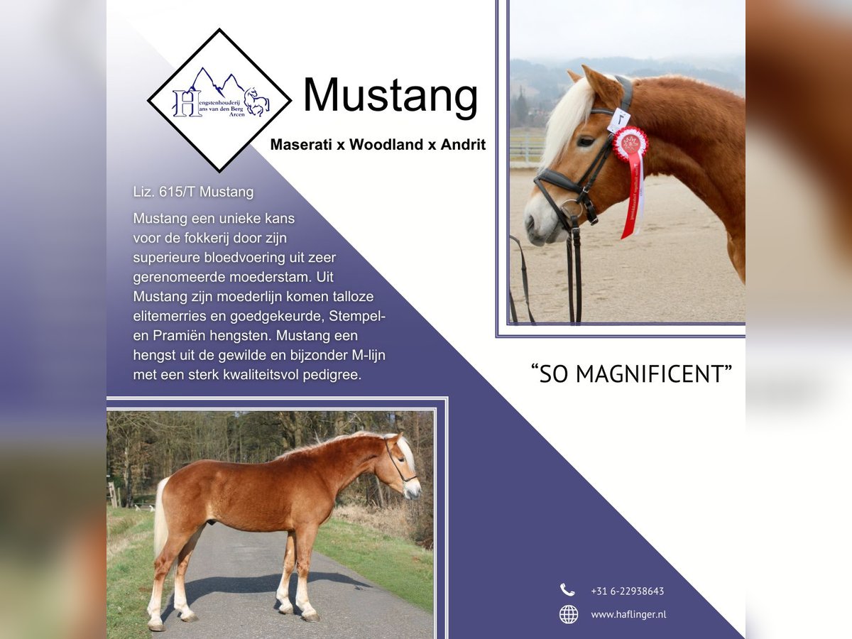 MUSTANG Haflinger Stallion in Arcen
