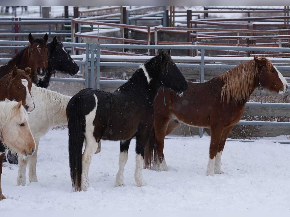 Mustang Hongre 8 Ans 150 cm Tobiano-toutes couleurs in Kasterlee