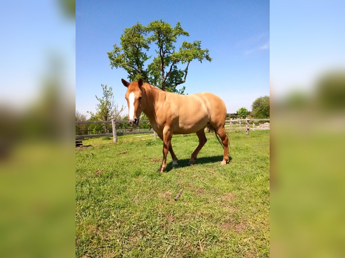 Mustang Jument 10 Ans Alezan dun in Neustift-Innermanzing