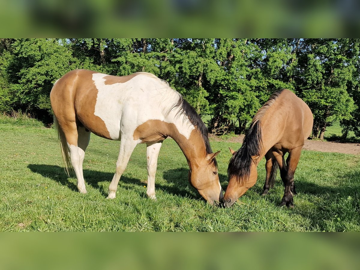 Mustang (kanadisch) Hengst Tobiano-alle-Farben in Zürbach