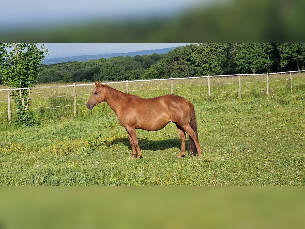 Mustang (kanadisch) Stute 12 Jahre 153 cm Dunkelfuchs in Z&#xFC;rbach