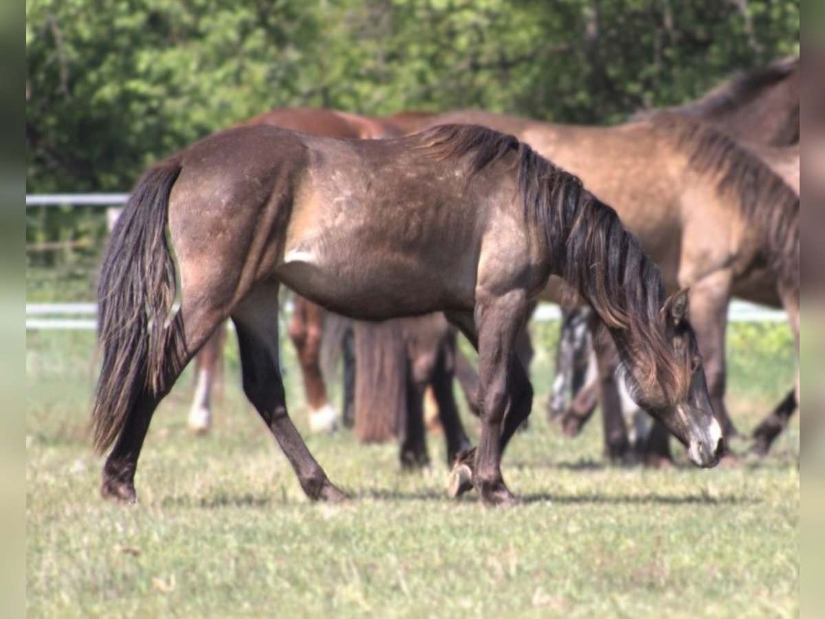 Mustang (kanadisch) Mix Stute 2 Jahre Buckskin in Nennhausen