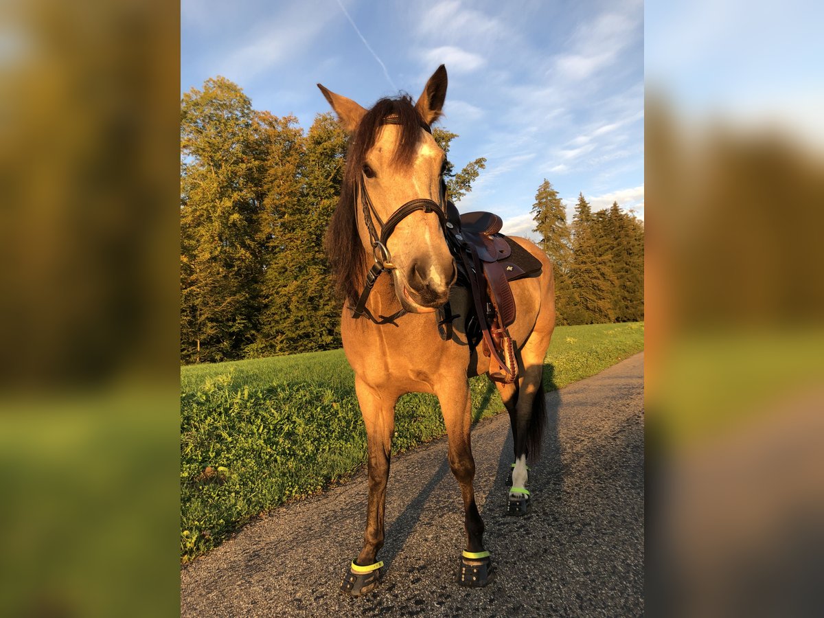 Mustang (kanadisch) Stute 6 Jahre 154 cm Buckskin in WeinfeldenWeinfelden