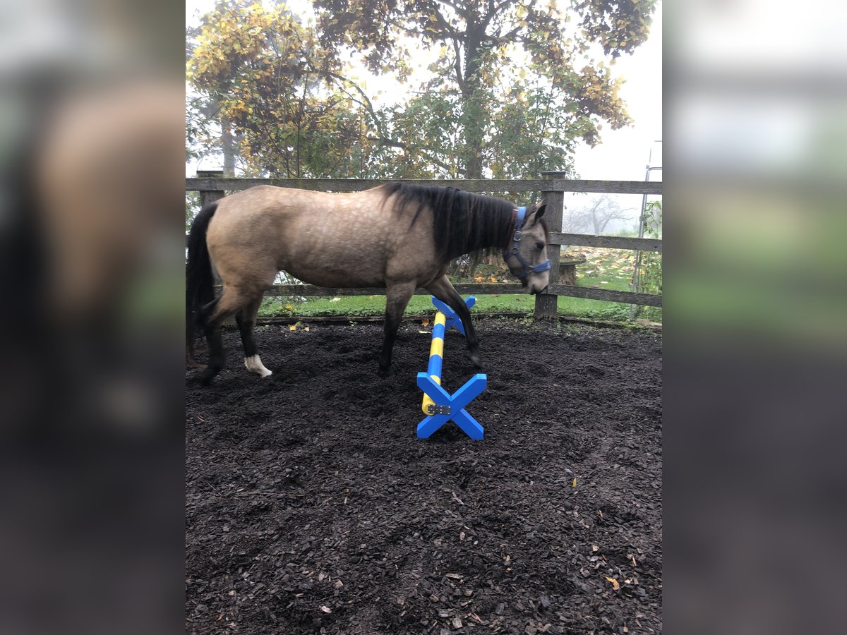 Mustang (kanadisch) Stute 6 Jahre 154 cm Buckskin in WeinfeldenWeinfelden