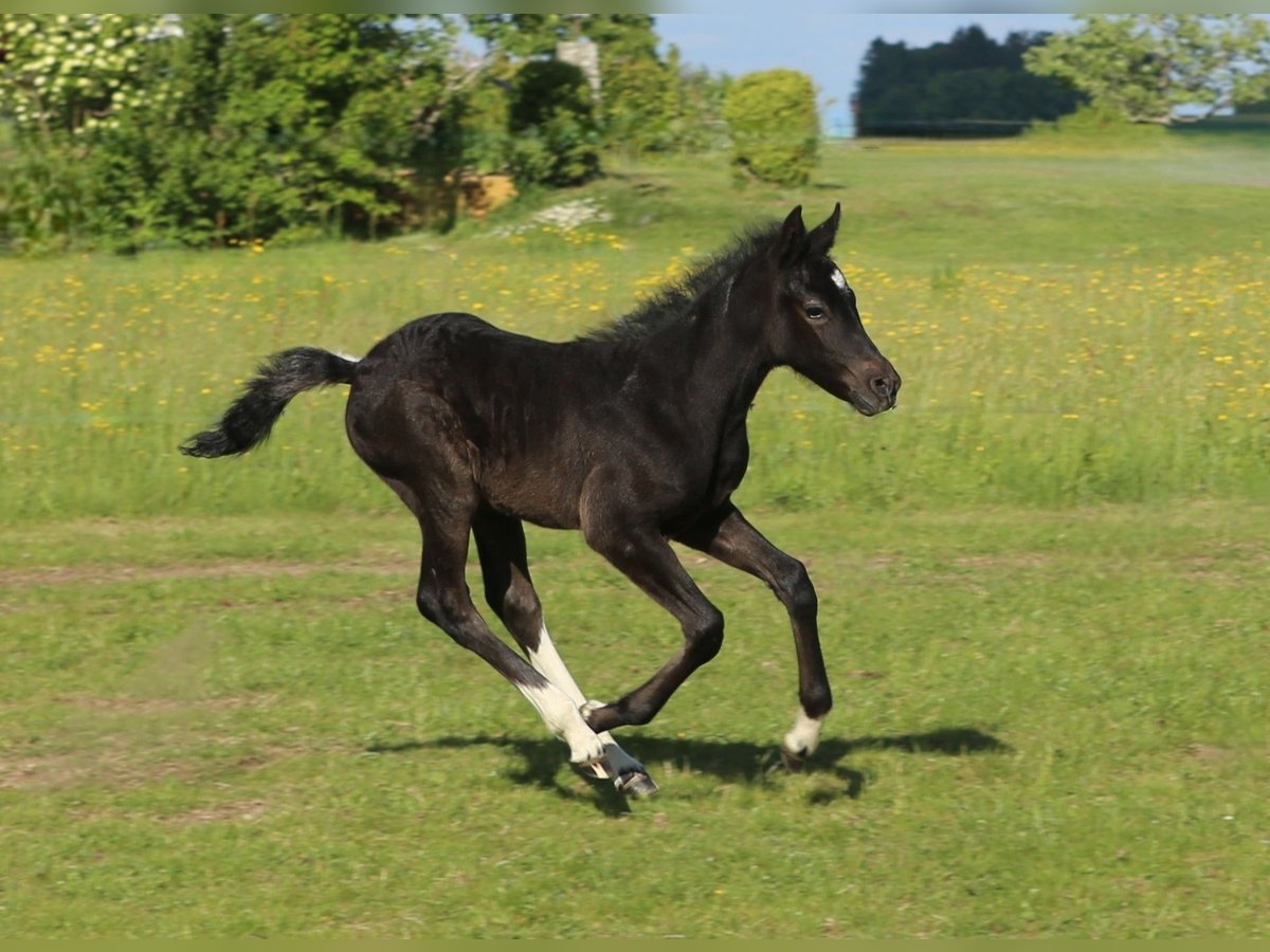 Mustang (kanadisch) Mix Stute  148 cm Rappschimmel in Dachsberg